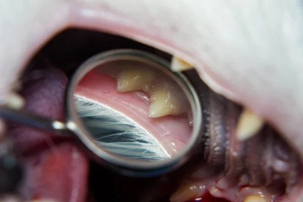 Untersuchung der Zähne einer Katze mit dem Zahnarztspiegel — Stockfoto
