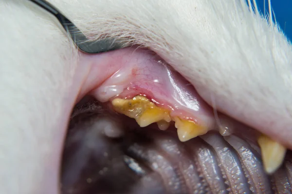 Gato doméstico con gingivitis y retracción de las encías. Plaqu bacteriana — Foto de Stock