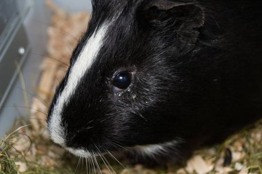 siyah ve beyaz kobay konjonktivitli