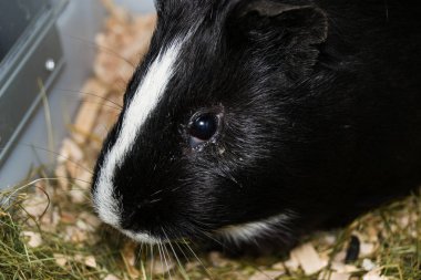 siyah ve beyaz kobay konjonktivitli