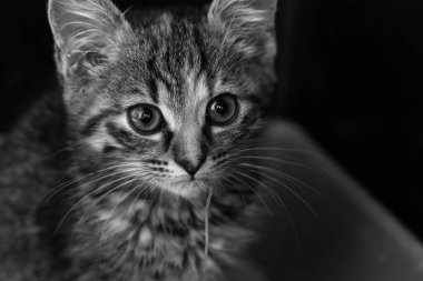 Toksokaralı kedi yavrusu, yuvarlak kurtlu. 