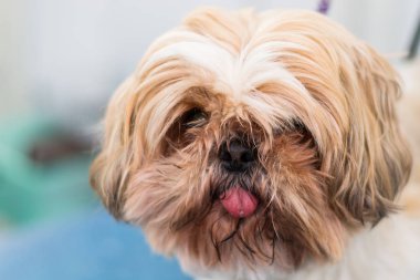 Shih-tzu köpek cinsi. Yüzünde ve dilinde uzun saçlar var.