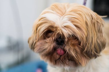 Shih-tzu köpek cinsi. Yüzünde ve dilinde uzun saçlar var.