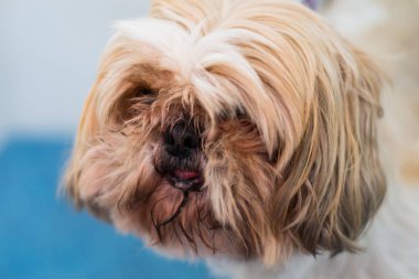 Shih-tzu köpek cinsi. Yüzünde ve dilinde uzun saçlar var.