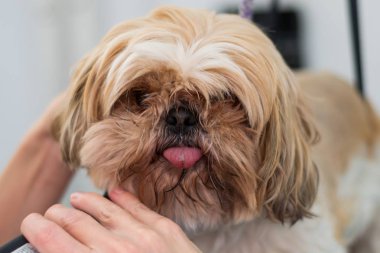 Shih-tzu köpek çiftliği kuaförde tımar ediliyor.