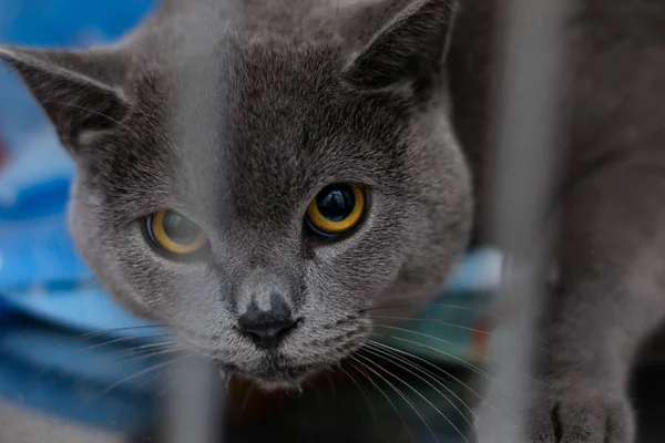 Race britannique de chat à poil court en cage à la clinique vétérinaire — Photo