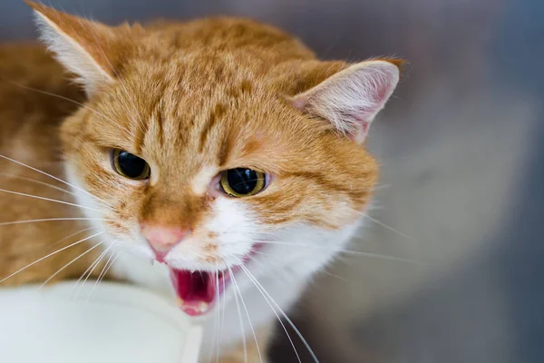 aggressive cat at the veterinary clinic in metallic cage