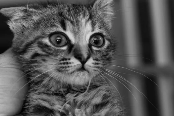 Toksokaralı kedi yavrusu, yuvarlak kurtlu. — Stok fotoğraf
