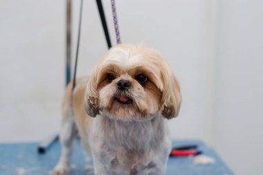 Shih-tzu köpek çiftliği kuaförde hazırlanıyor. 