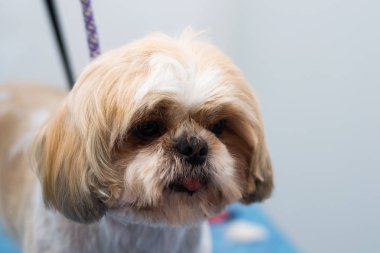 Shih-tzu köpek çiftliği kuaförde hazırlanıyor. 