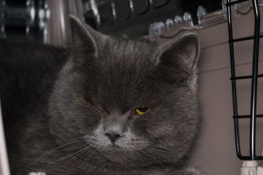 İngiliz kısa kedisi entropionlu.