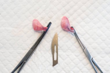close-up photo of a surgical blade and two testicles of a dog tr clipart