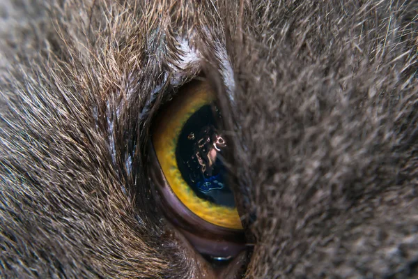 British shorthair cat breed with entropion — Stock Photo, Image