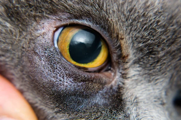 Brytyjski krótkowzroczny kot rasa przygotowany dla entropion operacja — Zdjęcie stockowe