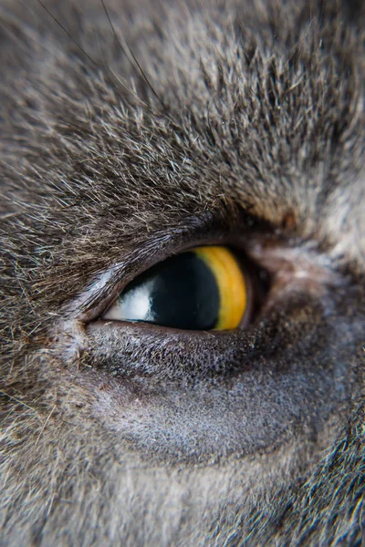 Британская короткошерстная порода кошек подготовлена к операции энтропиона — стоковое фото