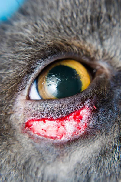 Cirugía de entropión en británico taquigrafía gato crianza — Foto de Stock