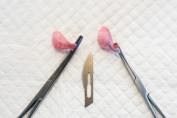 Close-up photo of a surgical blade and two testicles of a dog tr — Stock Photo, Image