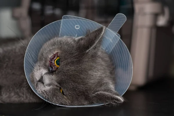 British shorthair cat breed with collar after entropion surgery — Stockfoto