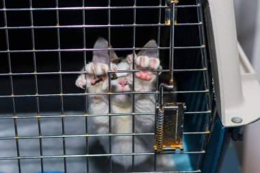 Veteriner kliniğinde kafesteki kedi yavrusu.