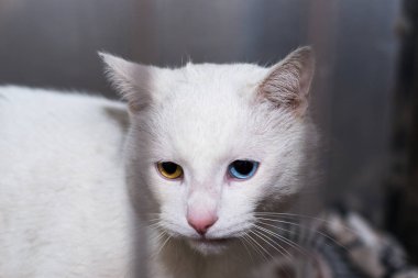 kedi farklı renkte gözler, heterokromi iridis., 