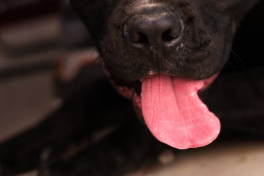 Büyük bir cins köpeğin kesilmiş dili.