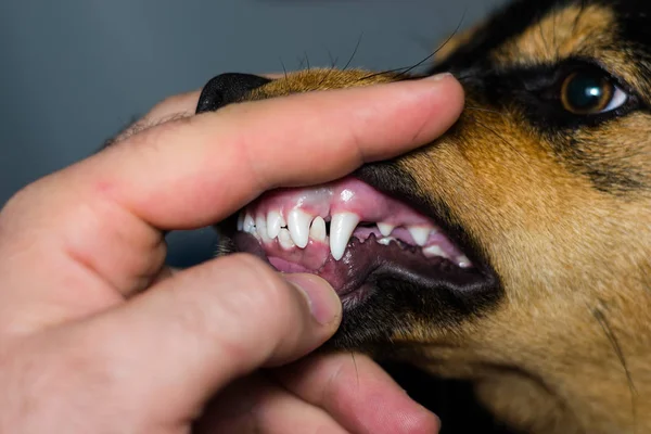 new teeth in dog at the six months old