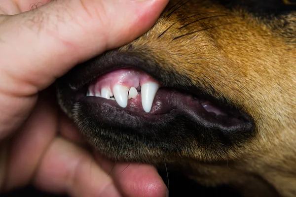 Нові Зуби Собаки Півроку — стокове фото