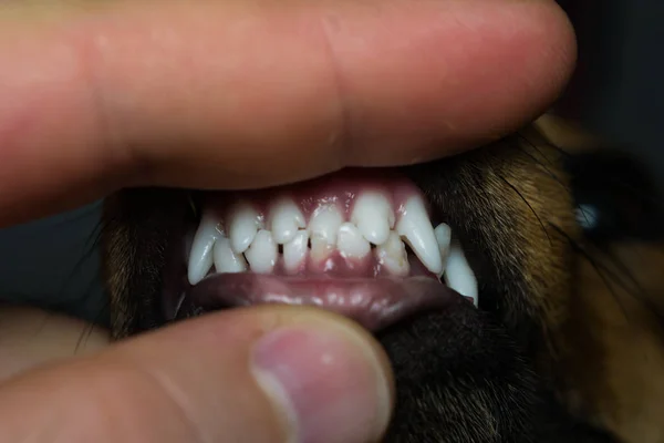 Neue Zähne Bei Hund Alter Von Sechs Monaten — Stockfoto