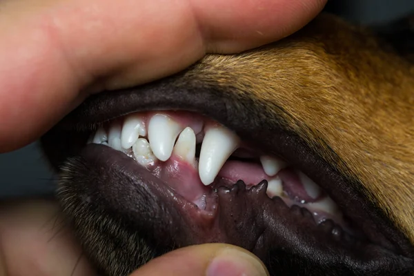 Nowe Zęby Psów Wieku Sześciu Miesięcy — Zdjęcie stockowe