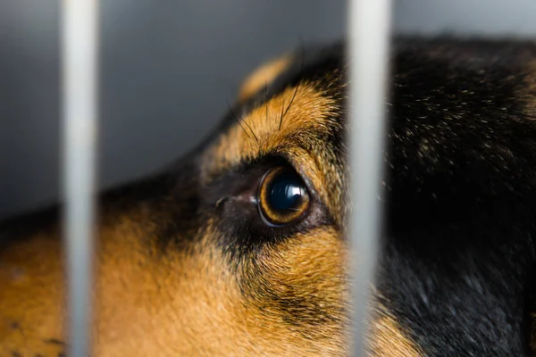 Raça Cão Misto Gaiola Clínica Veterinária — Fotografia de Stock