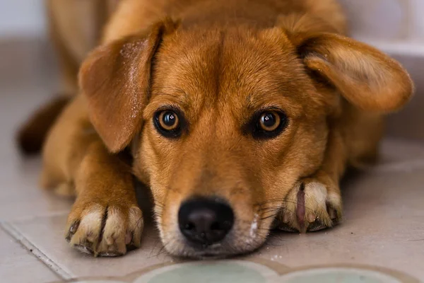 Собака Ветеринарній Клініці — стокове фото