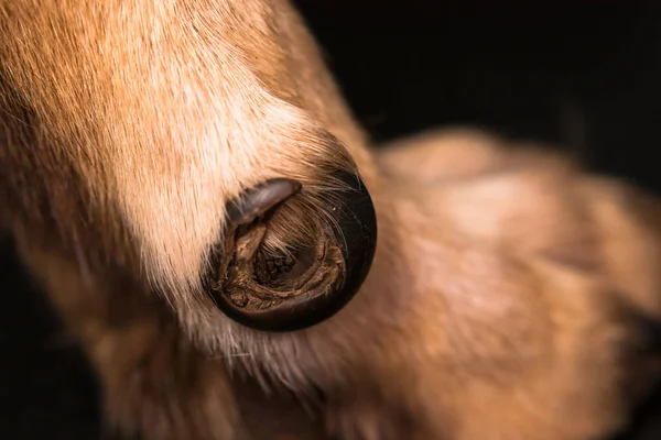 Yakın Planda Köpek Tırnağı — Stok fotoğraf
