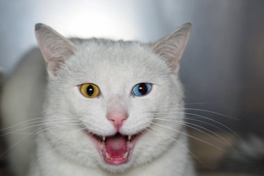 kedi farklı renkte gözler, heterokromi iridis., 