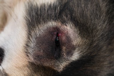 Entropionlu çoban köpeği veterinerde ameliyata hazırlanıyor.