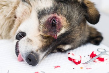Veteriner kliniğinde entropion ameliyatı olan çoban köpeği.