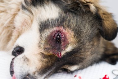 Veteriner kliniğinde entropion ameliyatı olan çoban köpeği.
