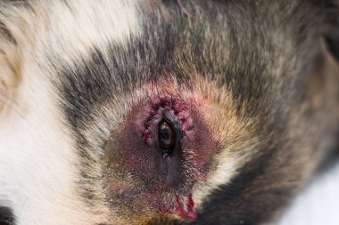 Veteriner kliniğinde entropion ameliyatı olan çoban köpeği.