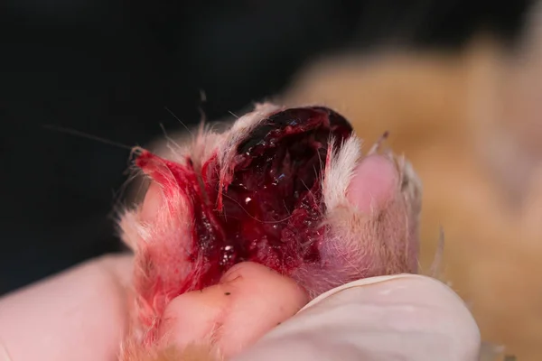 Patte de chat avec une grande blessure après une morsure de gel — Photo