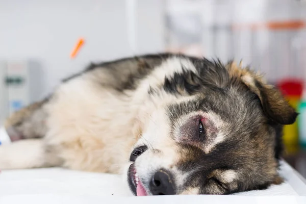 Entropionlu çoban köpeği veterinerde ameliyata hazırlanıyor. — Stok fotoğraf