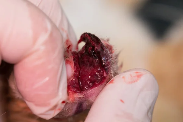 Patte de chat avec une grande blessure après une morsure de gel — Photo