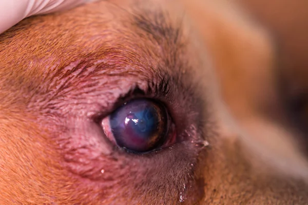Americana matón perro crianza con entropión y córnea úlcera — Foto de Stock