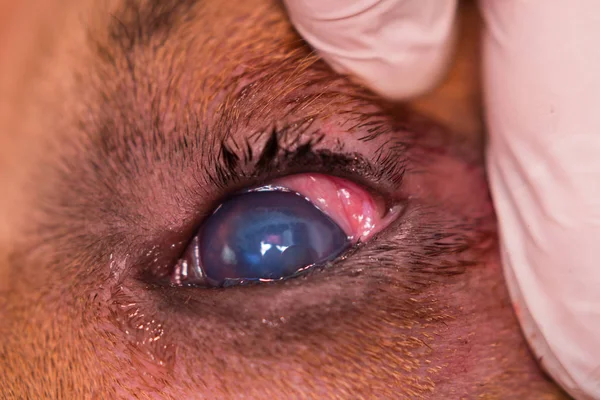 Amerikansk mobbare hund ras med entropion och hornhinnan sår — Stockfoto