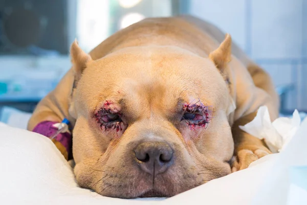Americano matón perro crianza con entropión y córnea úlcera después de — Foto de Stock