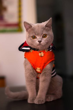 Veterinerde turuncu ceketli İngiliz kısa hava kedisi.