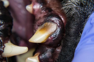 Köpek dişli kırık bir köpek dişinin yakın plan fotoğrafı.