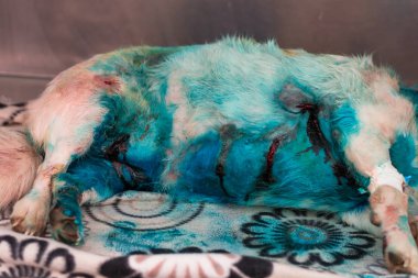 Veteriner kliniğinde birden fazla ısırık yarası olan bir köpek.