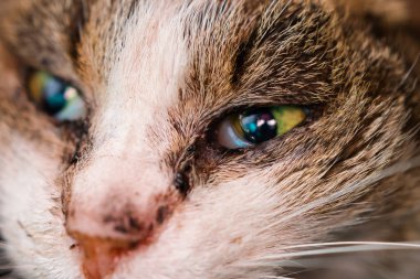 Konjonktivit ve rhinitis olmuş sokak kedisi.