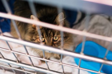 Veteriner Clini 'deki kafeste yerli uzun saçlı kedi dölü.