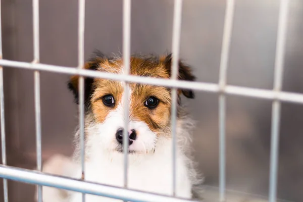 Raposa terrier raça cão na gaiola metálica no cli veterinário — Fotografia de Stock