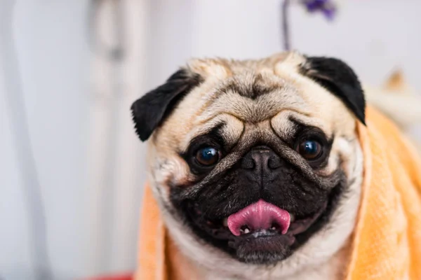 Crianza de perro pug después del baño — Foto de Stock